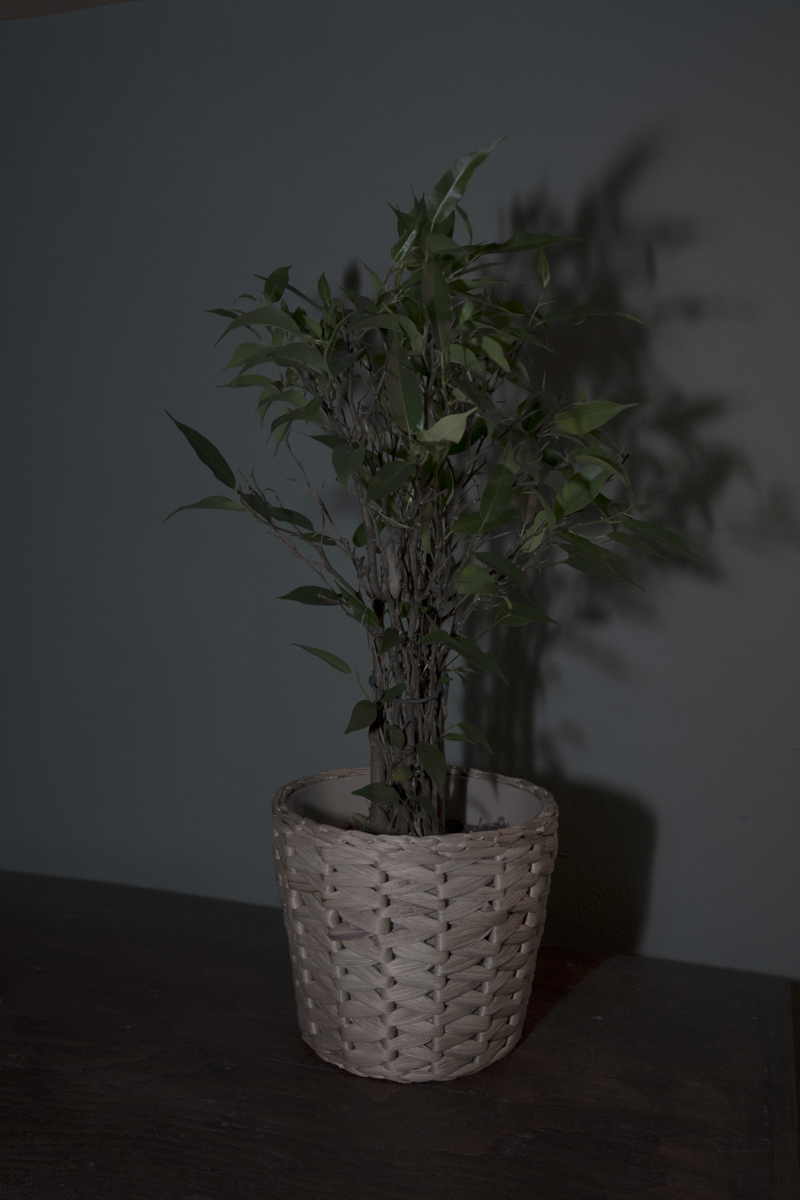 Quarantine Nights - Image 2